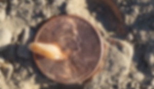 Eleven Lincoln Cents You Need To Look for In Pocket Change