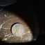 1944 S penny question